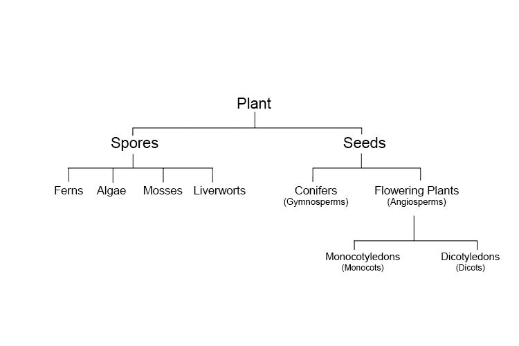 A tree diagram summarizing the categories and sub categories of plants 